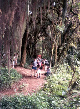 cloud forest on Kilimanjaro