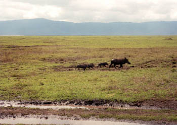 wart hogs, Ngorongoro Crater