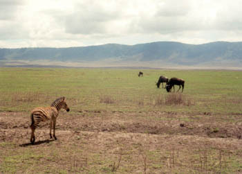 baby zebra, Ngorongoro Crater