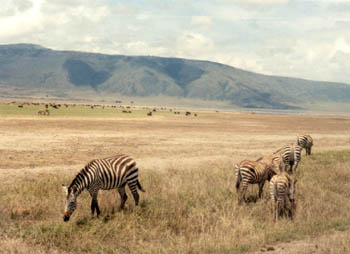 zebras, Ngorongoro Crater