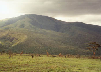 giraffes among acacia trees