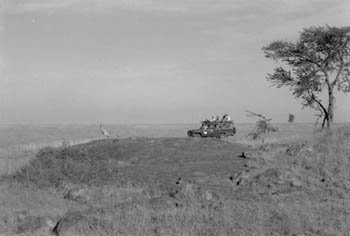 watching a cheetah