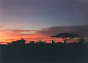 Serengeti sunset