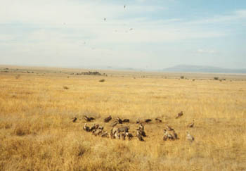 vultures at a kill