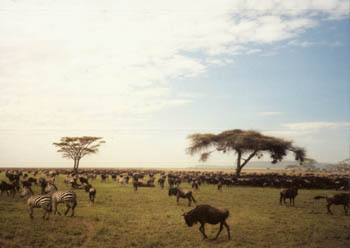 massive herd of zebra and wildebeest