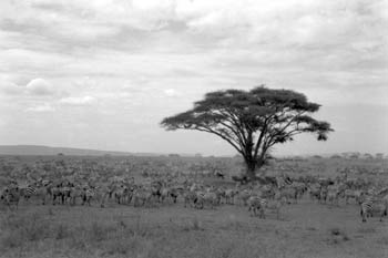 massive herd of zebra and wildebeest