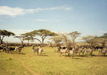 massive herd of zebra and wildebeest
