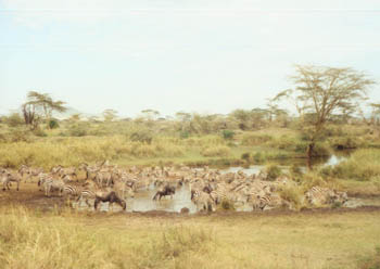 zebra in a water hole