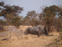 sleeping elephant!