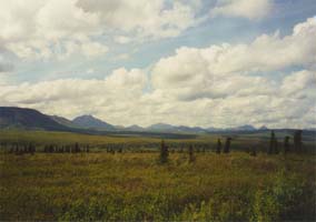 Denali National Park