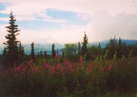 Alaska fireweed