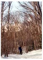 birch forest