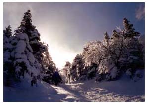 Icy trees