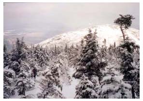 snowy trees