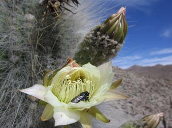 bee in a cactus flower