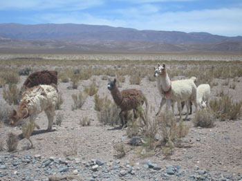 llamas, northwest Argentina