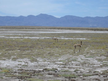 Vicunas near Salinas Grandes, northwest Argentina