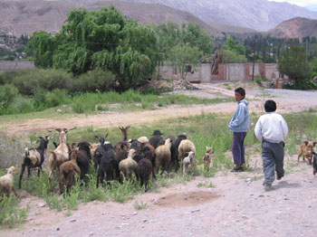 sheep in Humahuaca canyon