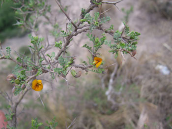 a little yellow flower