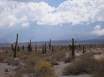 cardon cactus preserve along the road to Cachi, Argentina