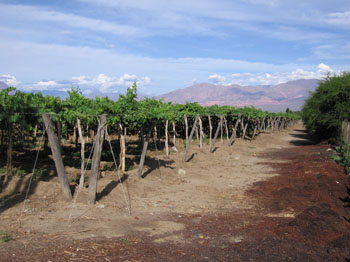 vineyard in Calfayate, Argentina