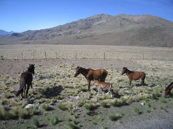 baby horse near Tafi del Valle, Argentina