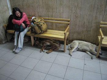 sleeping dogs in the bus station, San Juan, Argentina