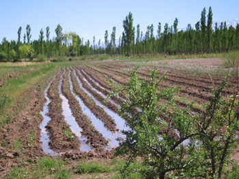 irrigation in Barreal, Argentina