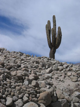 lone cactus / by Joy