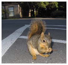 berkeley squirrel