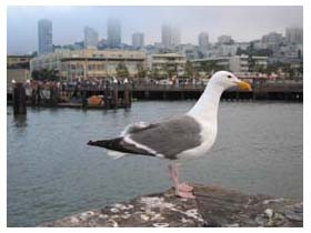 fisherman's wharf