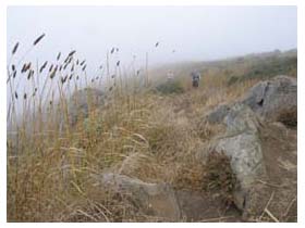 Muir Beach hike