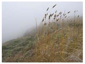 Muir Beach hike