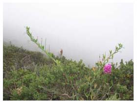 Muir Beach hike