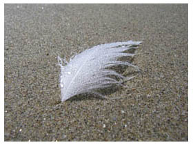 feather with dewdrops