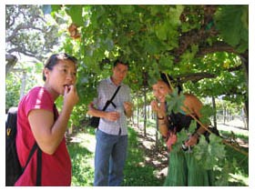 tasting grapes