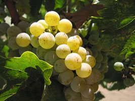 napa grapes