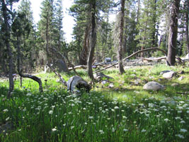 green forest meadow