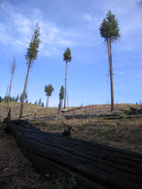 trees a few years after a fire