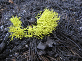 bright moss fallen on recently charred twigs