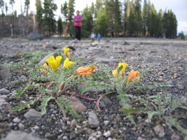 flowers on the gravel beach