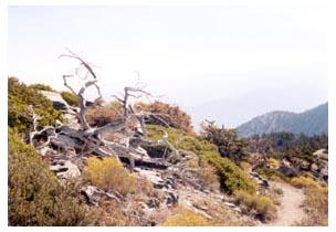 hiking Mt. San Antonio