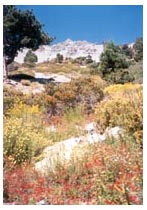 colorful wildflowers