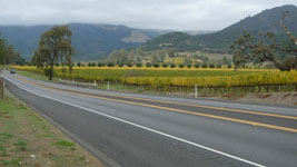 vineyards in Kenwood