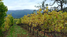 vineyards in Kenwood