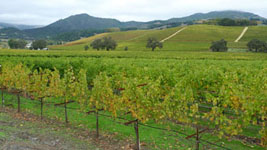 vineyards in Kenwood