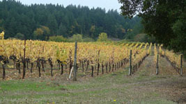 vineyard on the road to Napa