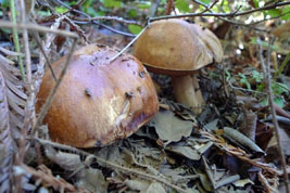 king bolete mushrooms