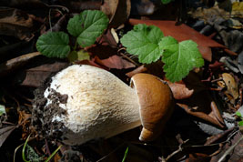 an especially tasty and pretty bolete