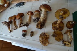 our mushroom catch - some tasty, some not